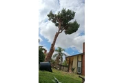 Memo's Tree Service thumbnail