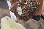 Superior Bee Control thumbnail 2