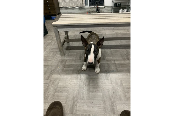 $1000 : Bull Terrier image 5