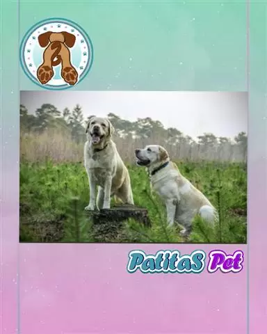 LABRADOR RETRIEVER PATITASPET2 image 3