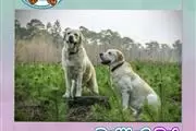LABRADOR RETRIEVER PATITASPET2 thumbnail 3