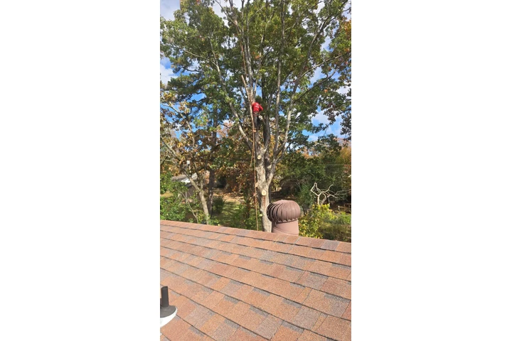 Francisco Tree Services image 3