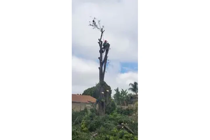 JARDINERÍA EN GENERAL image 7