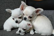 Chihuahua puppies en Los Angeles
