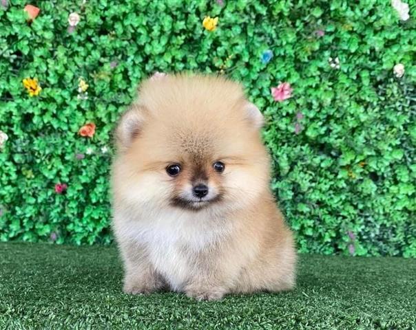 $250 : Teacup Pomeranian Puppies image 2