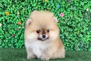 $250 : Teacup Pomeranian Puppies thumbnail