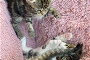 $500 : Adorable gatito persa Tengo thumbnail