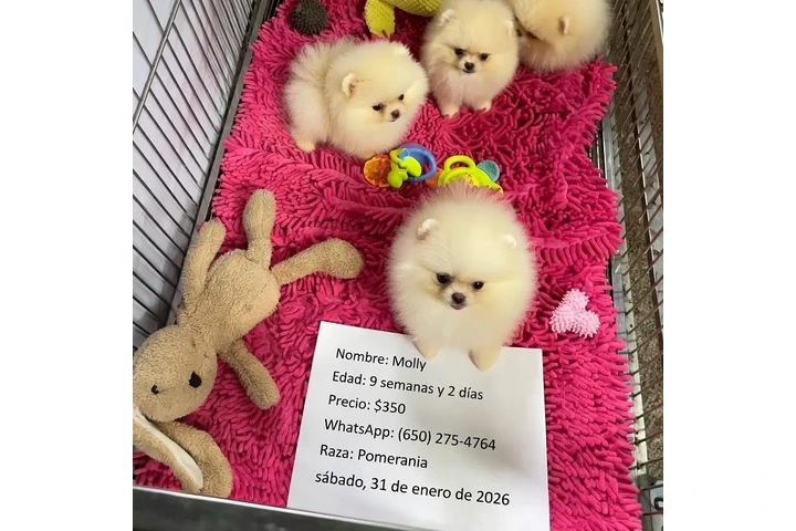 $350 : Pomerania en venta image 1