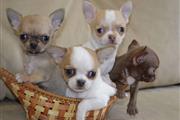 $500 : Chihuahua puppies thumbnail