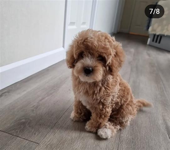 $650 : Exquisite Maltipoo Puppies image 4