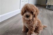 $650 : Exquisite Maltipoo Puppies thumbnail