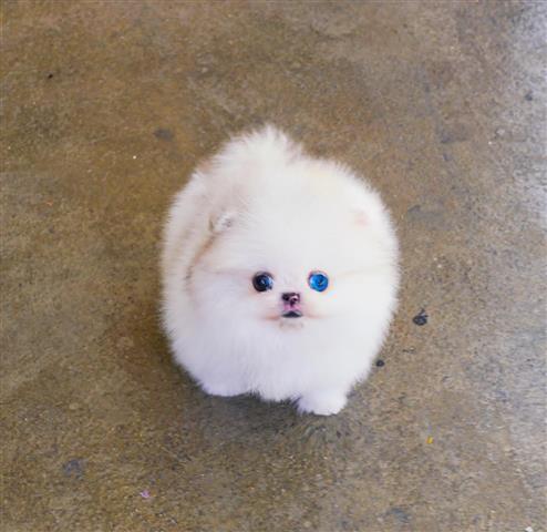 $250 : Teacup Pomeranian puppies image 5