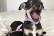 $550 : buy adorable Chihuahua Puppies thumbnail