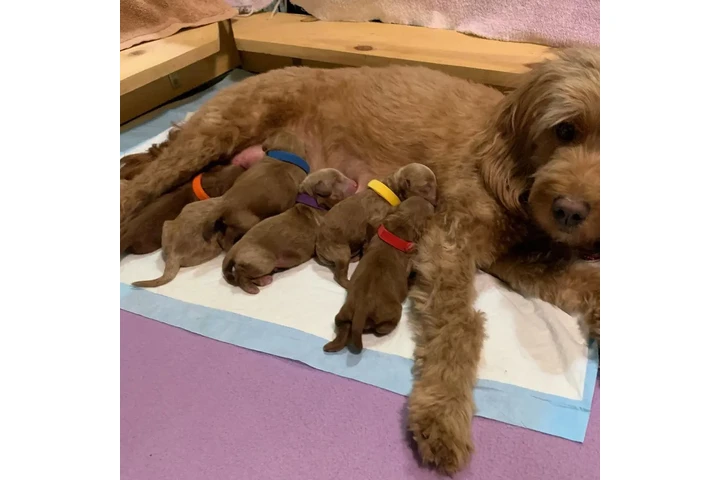$800 : holly goldendoodle pups image 3