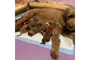 $800 : holly goldendoodle pups thumbnail
