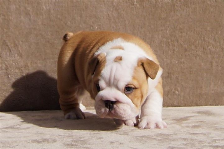$500 : Roma English bulldog image 3