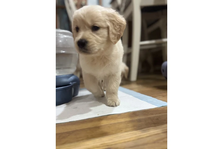 $1000 : Golden puppies image 8