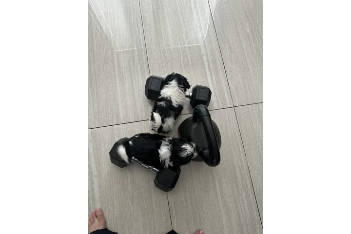 $500 : Shih tzu image 5