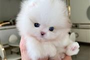 Mini pomeranian puppy for sale en Miami