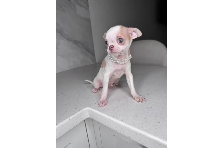 $300 : Teacup Chihuahua puppies image 5