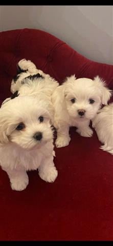 Super Adorable Maltese Puppies image 1
