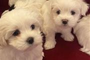 Super Adorable Maltese Puppies en Vermont