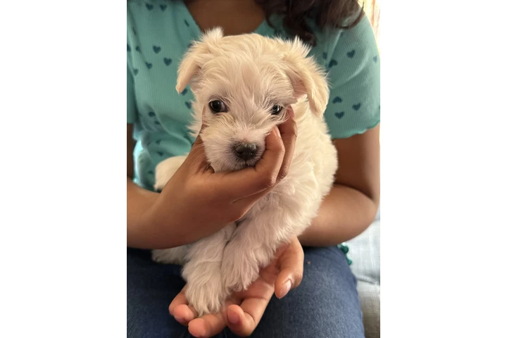 $500 : Maltipoo image 4