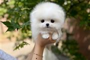 $350 : Pomerania en venta thumbnail