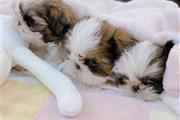 $350 : Shih tzu taza de té thumbnail