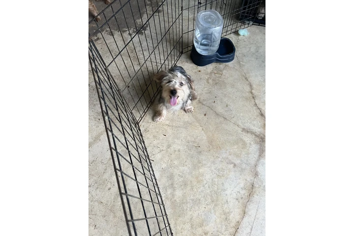$400 : Yorkies image 2