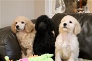 2 Majestic Toy Poodle Puppies thumbnail