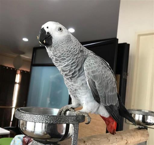 $300 : African Grey Congo for sale image 1