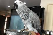 African Grey Congo for sale en Jackson