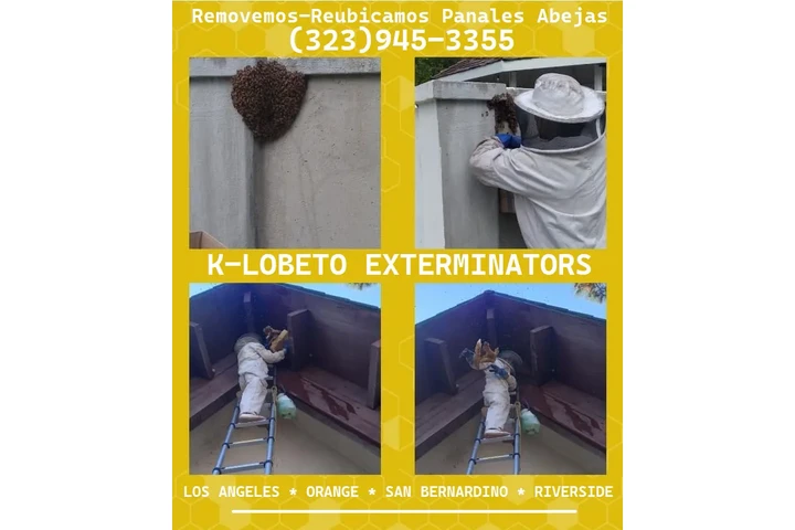 24/7 BEE REMOVAL SERVICE 100% image 9