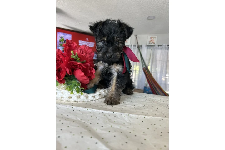 $350 : Yorkie estandar image 6
