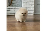 $300 : Pomeranian puppies thumbnail