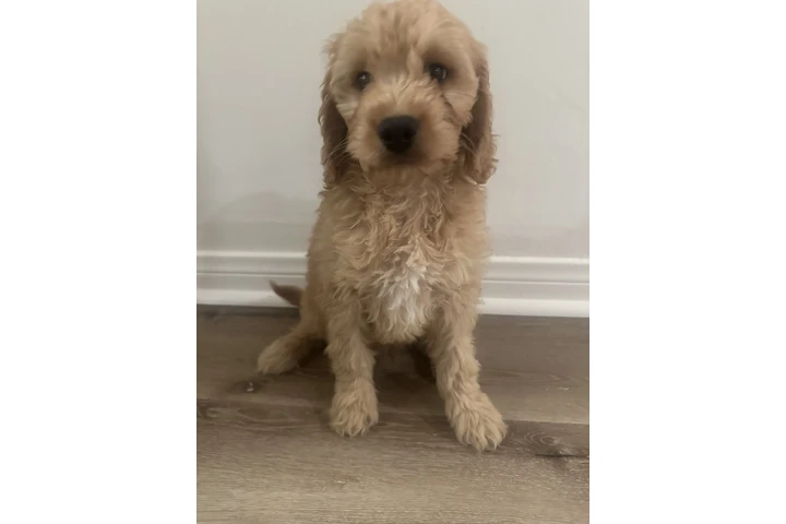 $1000 : Mini golden doodle image 1