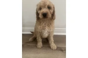 Mini golden doodle en Los Angeles