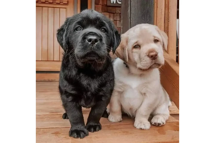 $300 : Regalo de Navidad Labrador image 2