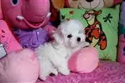 Babys Maltese 10 weeks old en Memphis