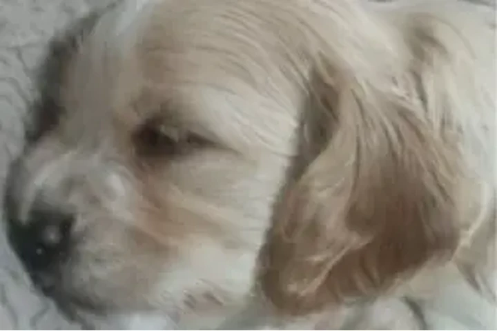 $275 : Cocker Spaniel mix Yorkie image 2