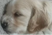 $275 : Cocker Spaniel mix Yorkie thumbnail