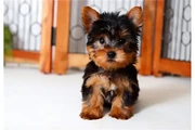 $250 : Yorkie Teacup Cachorros thumbnail
