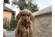 $600 : Golden doodle puppies thumbnail