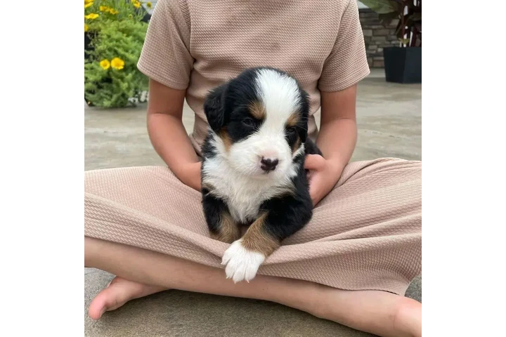 Cachorros de Boyero de Berna image 2