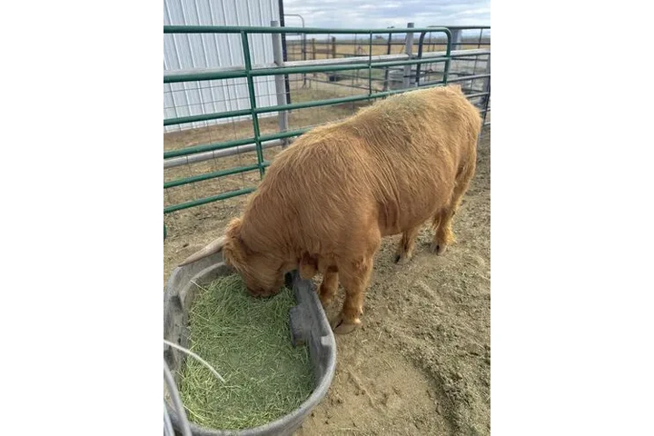 $3000 : Yellow Scottish Highland Bull image 4
