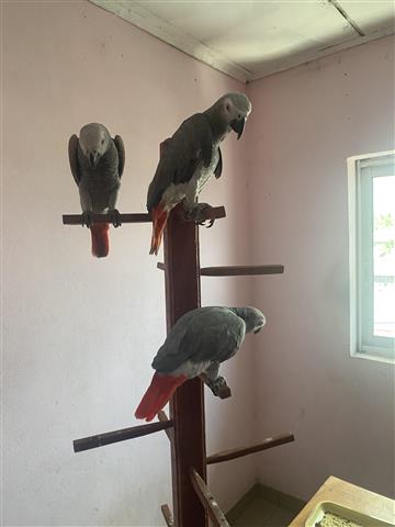 $750 : African Grey Parrots near me image 5