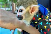 $390 : adorables monos ardilla thumbnail