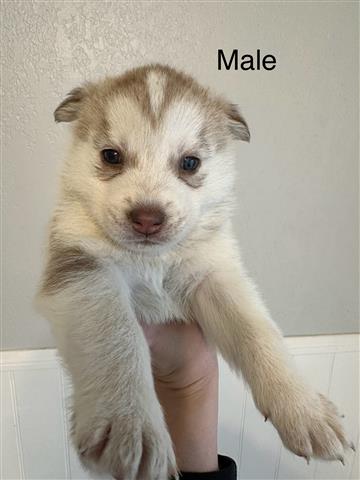 $100 : Husky Puppies image 2