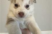 $100 : Husky Puppies thumbnail